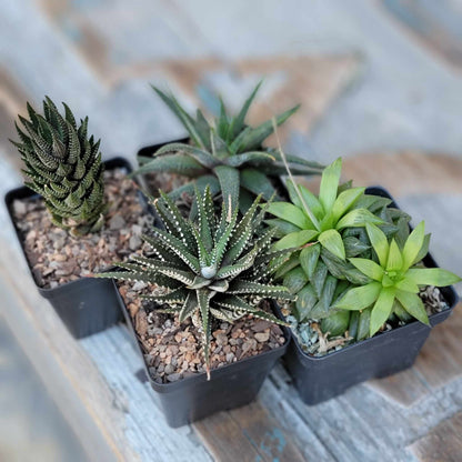 Haworthia Bundle #3 -  4 Varieties