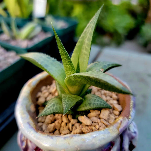 Haworthia Tessellata - Alligator Plant