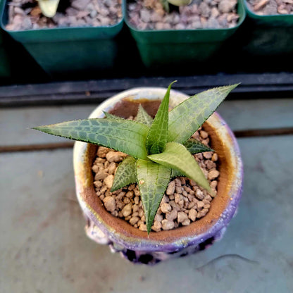 Haworthia Tessellata - Alligator Plant