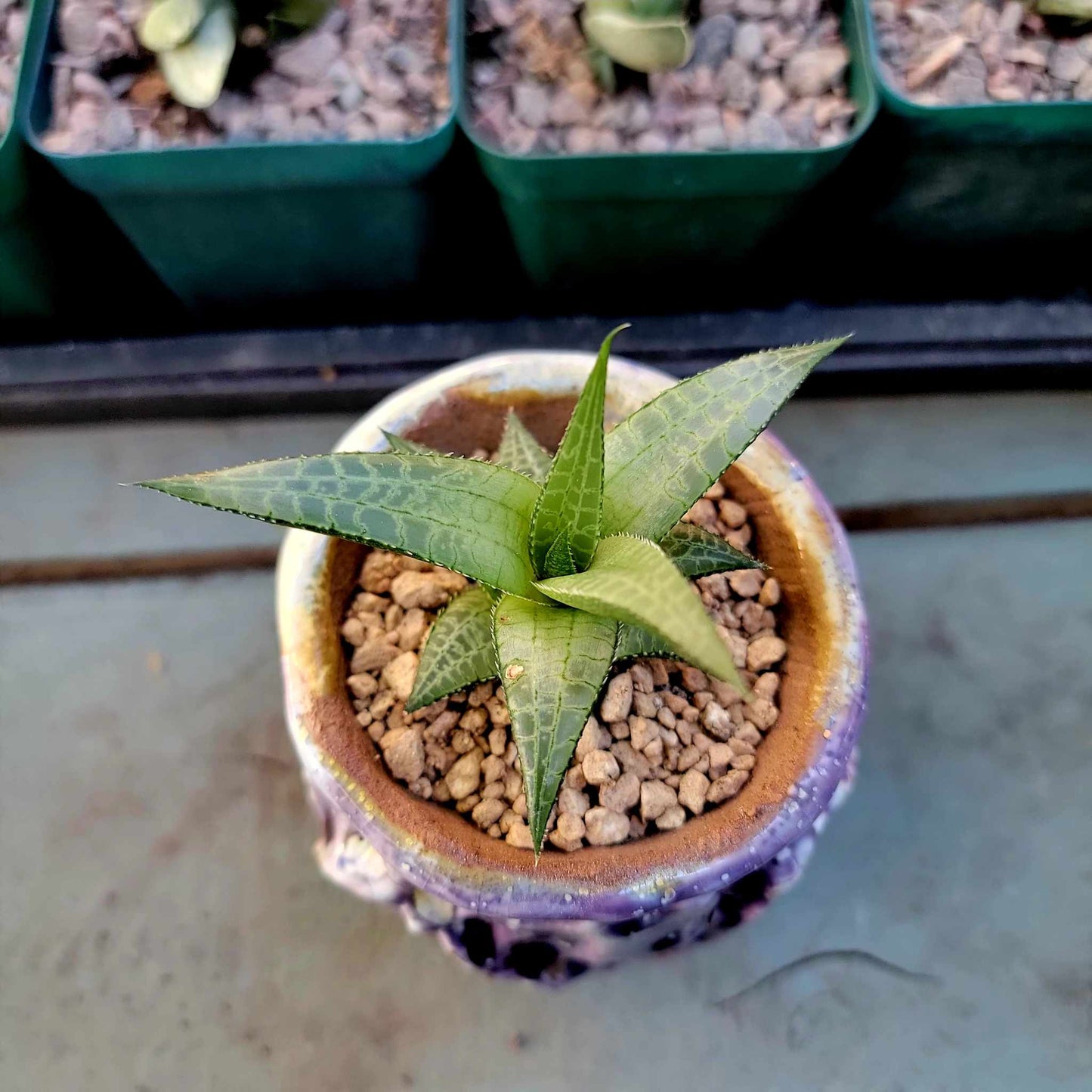 Haworthia Tessellata - Alligator Plant