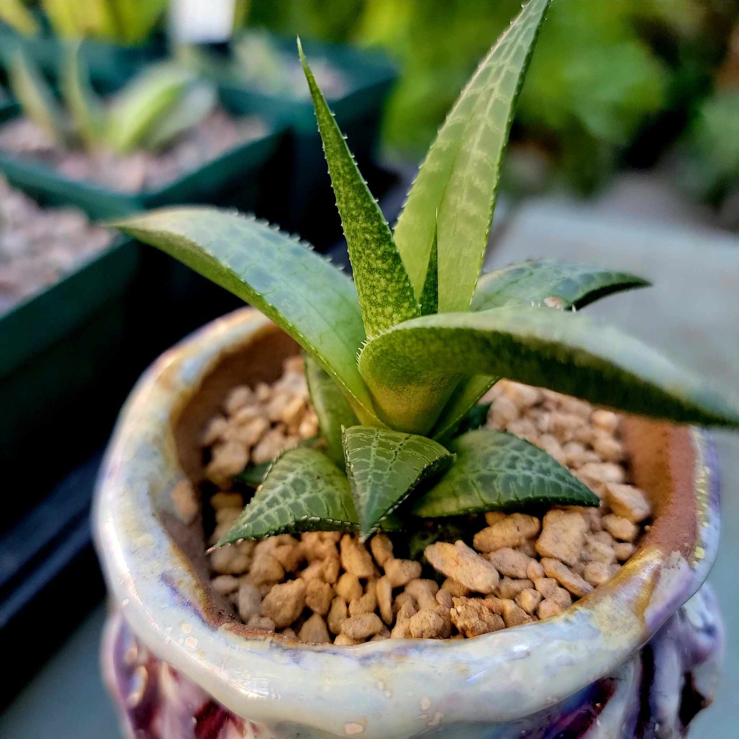 Haworthia Tessellata - Alligator Plant