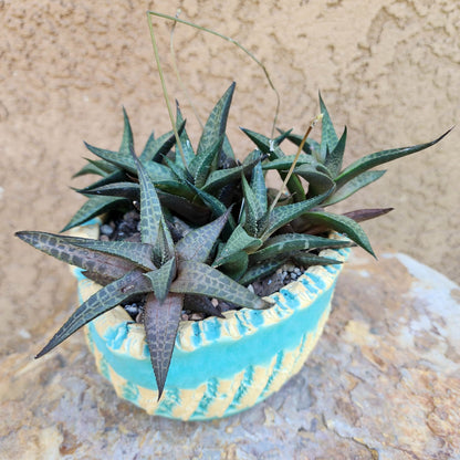 Haworthia Tessellata - Alligator Plant (x6)