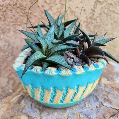 Haworthia Tessellata - Alligator Plant (x6)