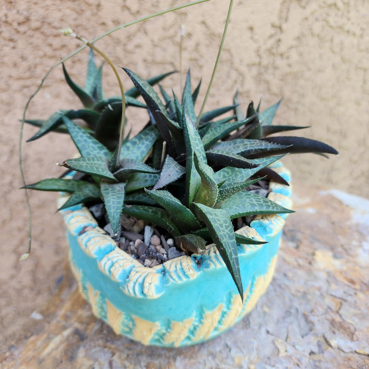 Haworthia Tessellata - Alligator Plant (x6)