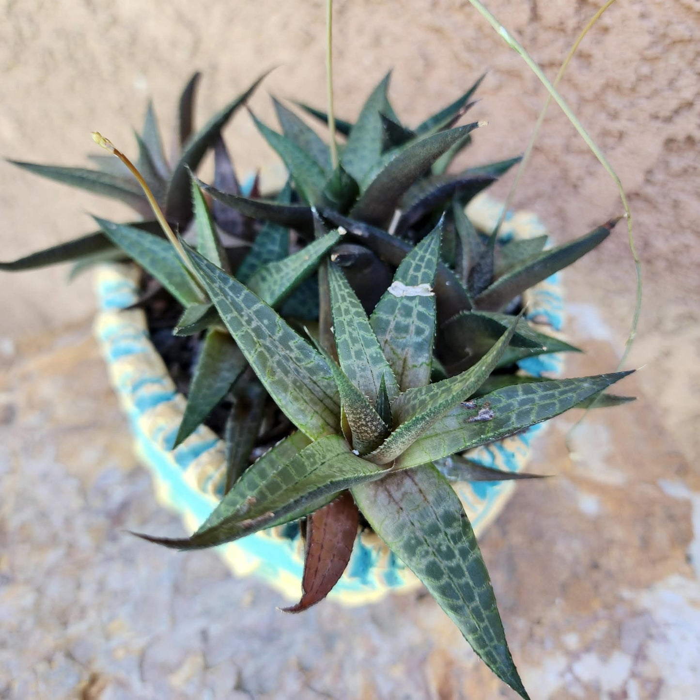 Haworthia Tessellata - Alligator Plant (x6)