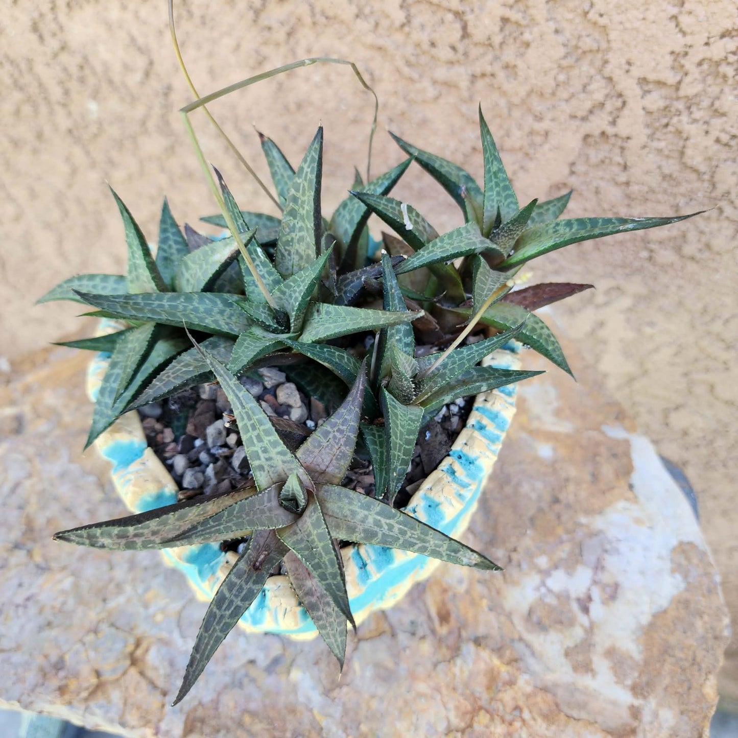 Haworthia Tessellata - Alligator Plant (x6)