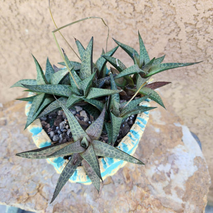 Haworthia Tessellata - Alligator Plant (x6)