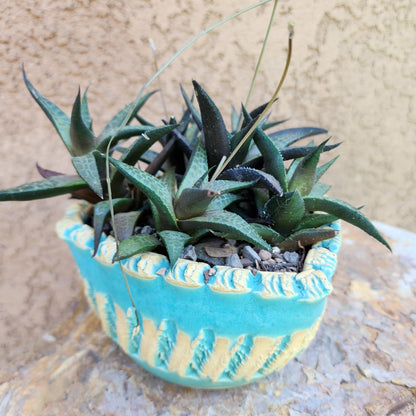 Haworthia Tessellata - Alligator Plant (x6)