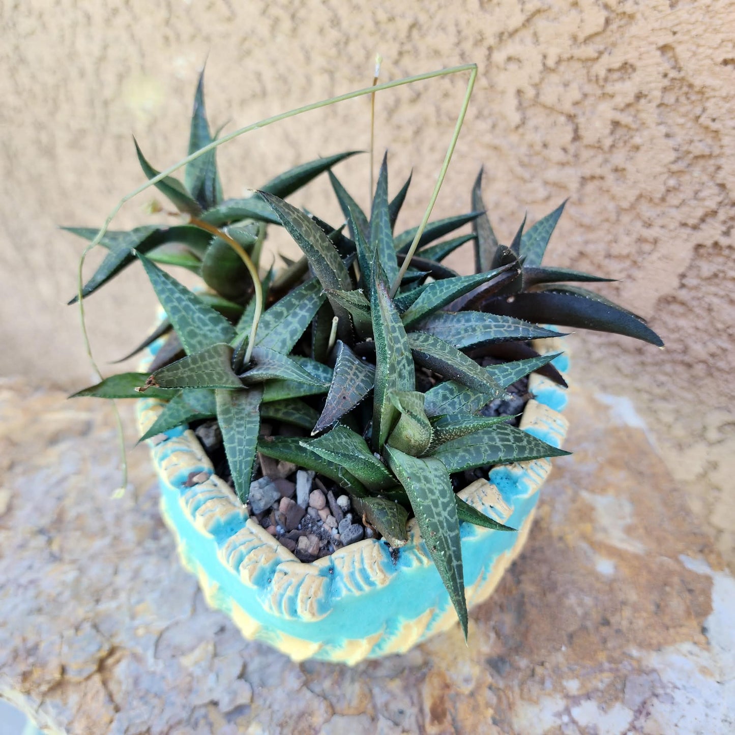 Haworthia Tessellata - Alligator Plant (x6)