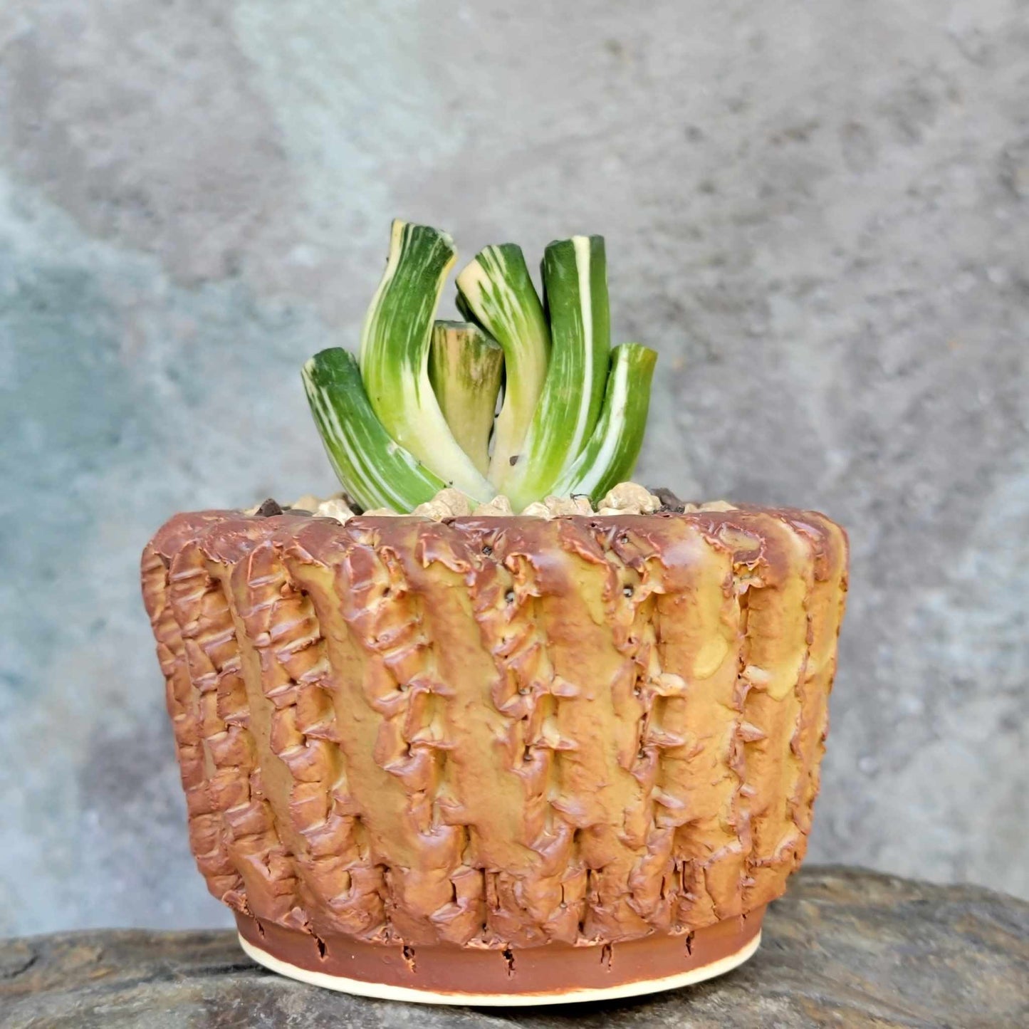 Haworthia Truncacta Variegata - Variegated Horse's Teeth