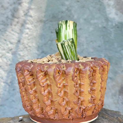 Haworthia Truncacta Variegata - Variegated Horse's Teeth