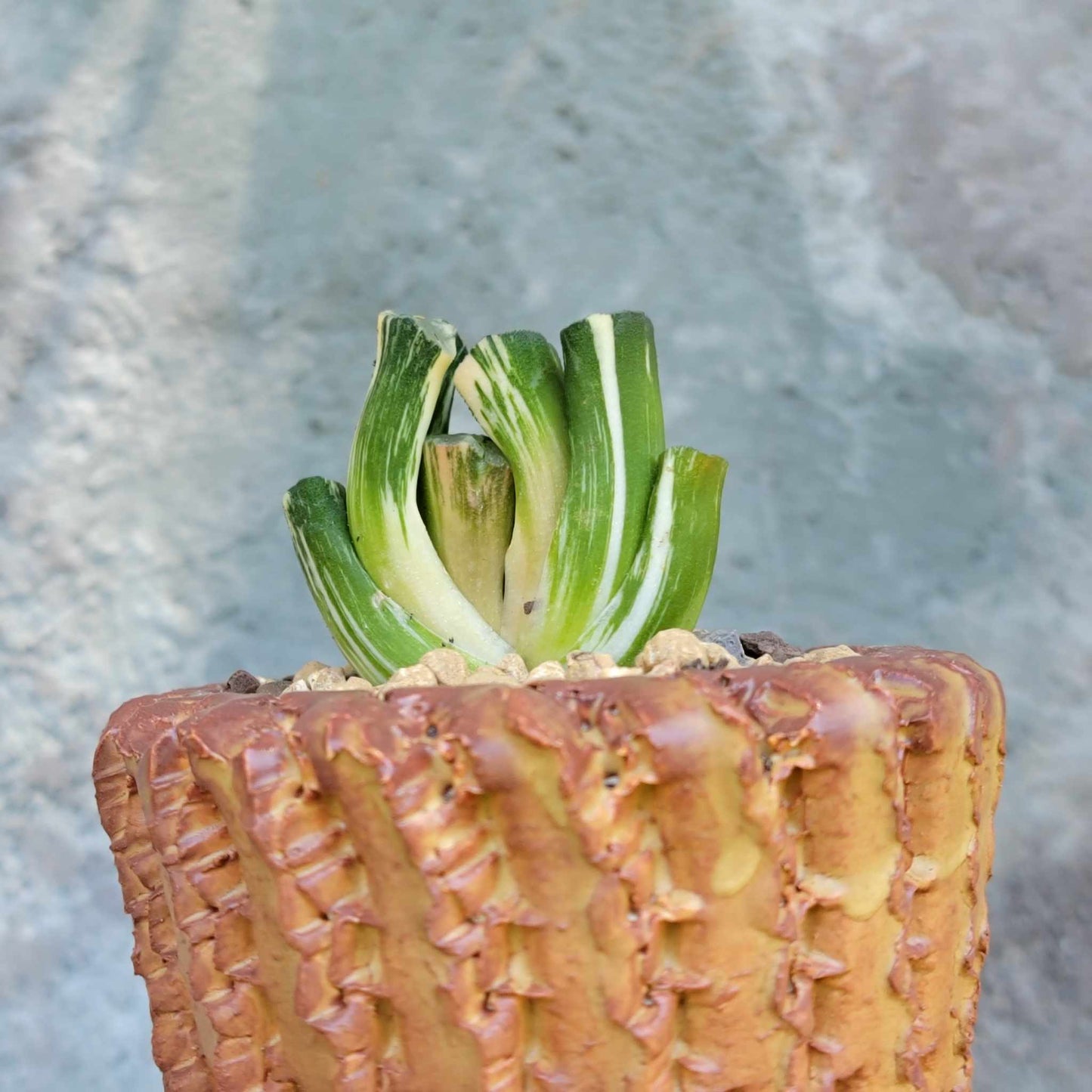 Haworthia Truncacta Variegata - Variegated Horse's Teeth