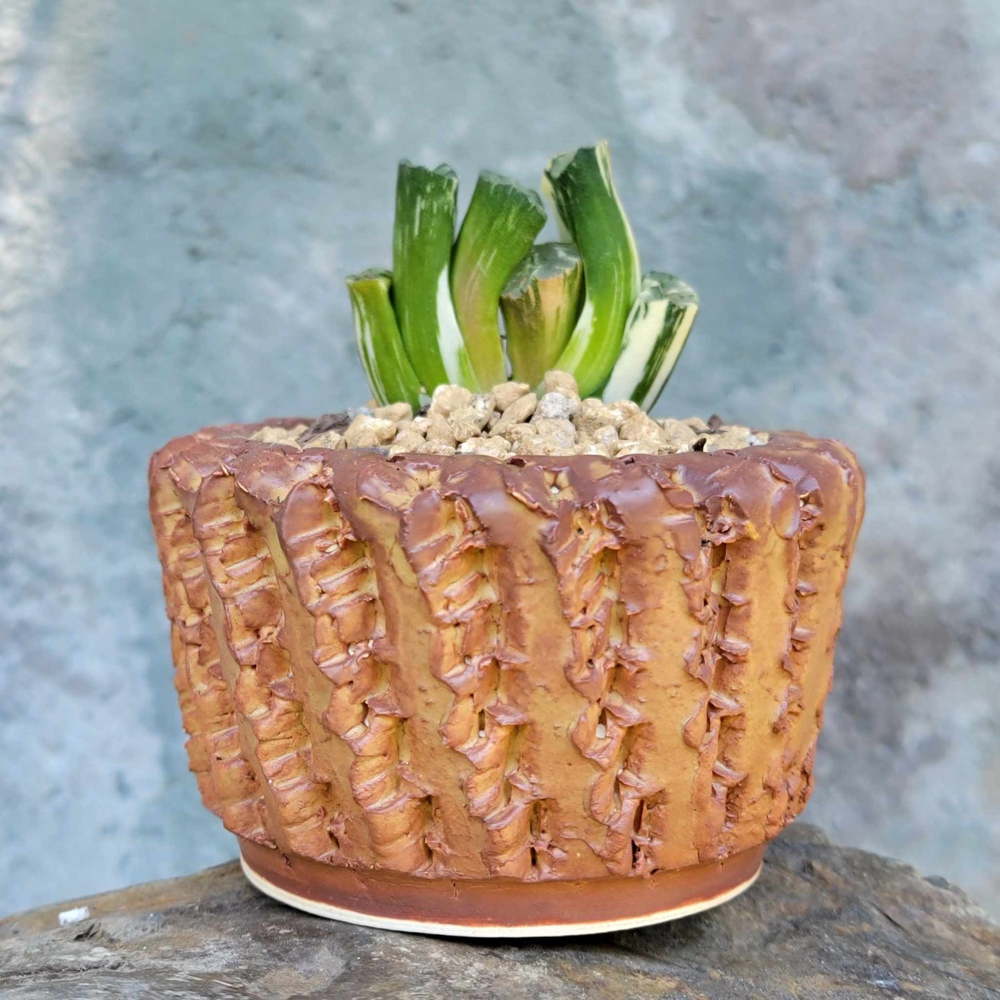 Haworthia Truncacta Variegata - Variegated Horse's Teeth