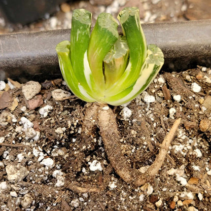 Haworthia Truncacta Variegata - Variegated Horse's Teeth