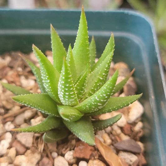 Haworthia attenuata - Haworthiopsis attenuata - Zebra Haworthia