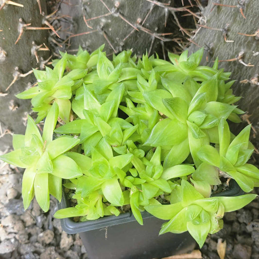 Haworthia cymbiformis var. cymbiformis