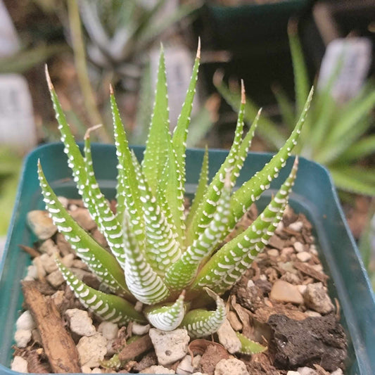 Haworthia fasciata - Zebra Plant