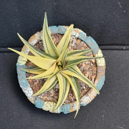 Haworthia limifolia variegata - Variegated Fairy Washboard