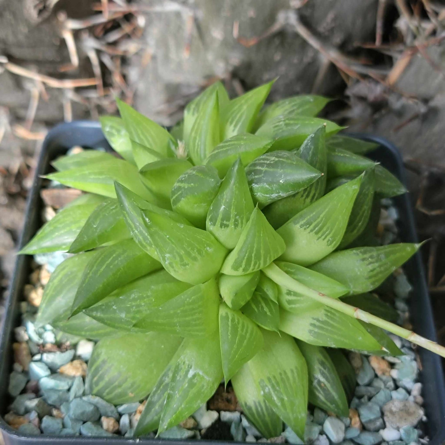 Haworthia retusa