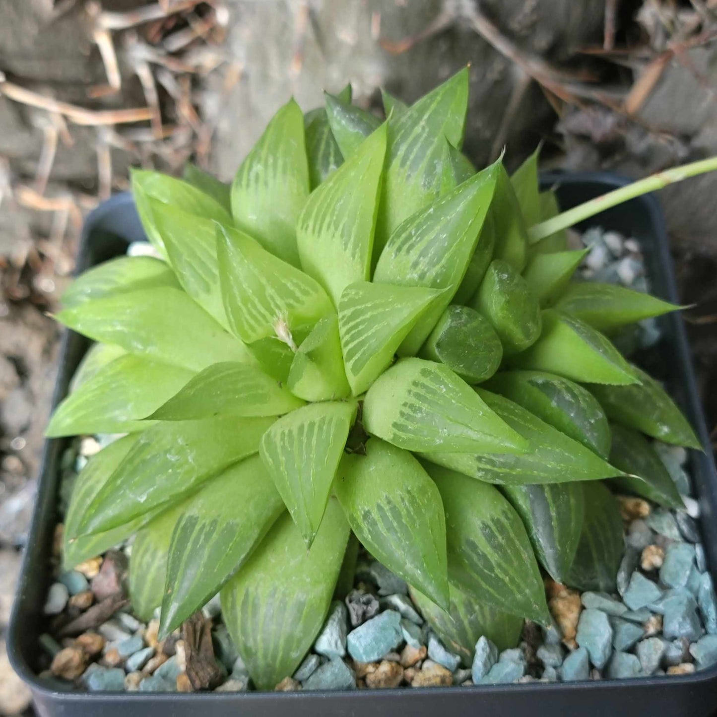 Haworthia retusa