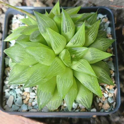 Haworthia retusa