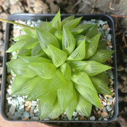 Haworthia retusa