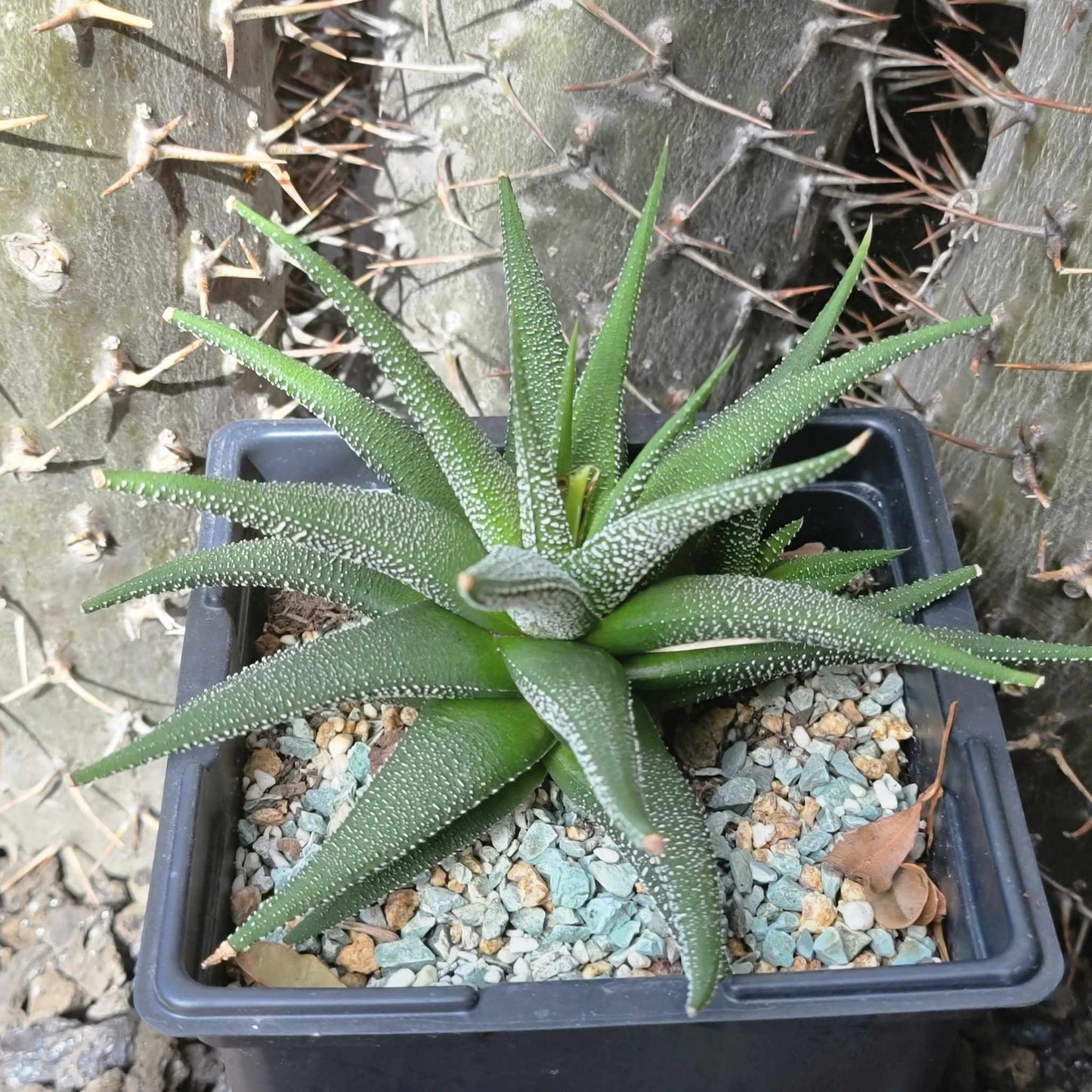 Haworthiopsis attenuata 'Concolor'