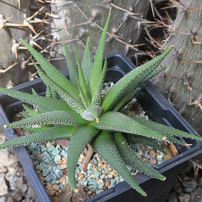 Haworthiopsis attenuata 'Concolor'