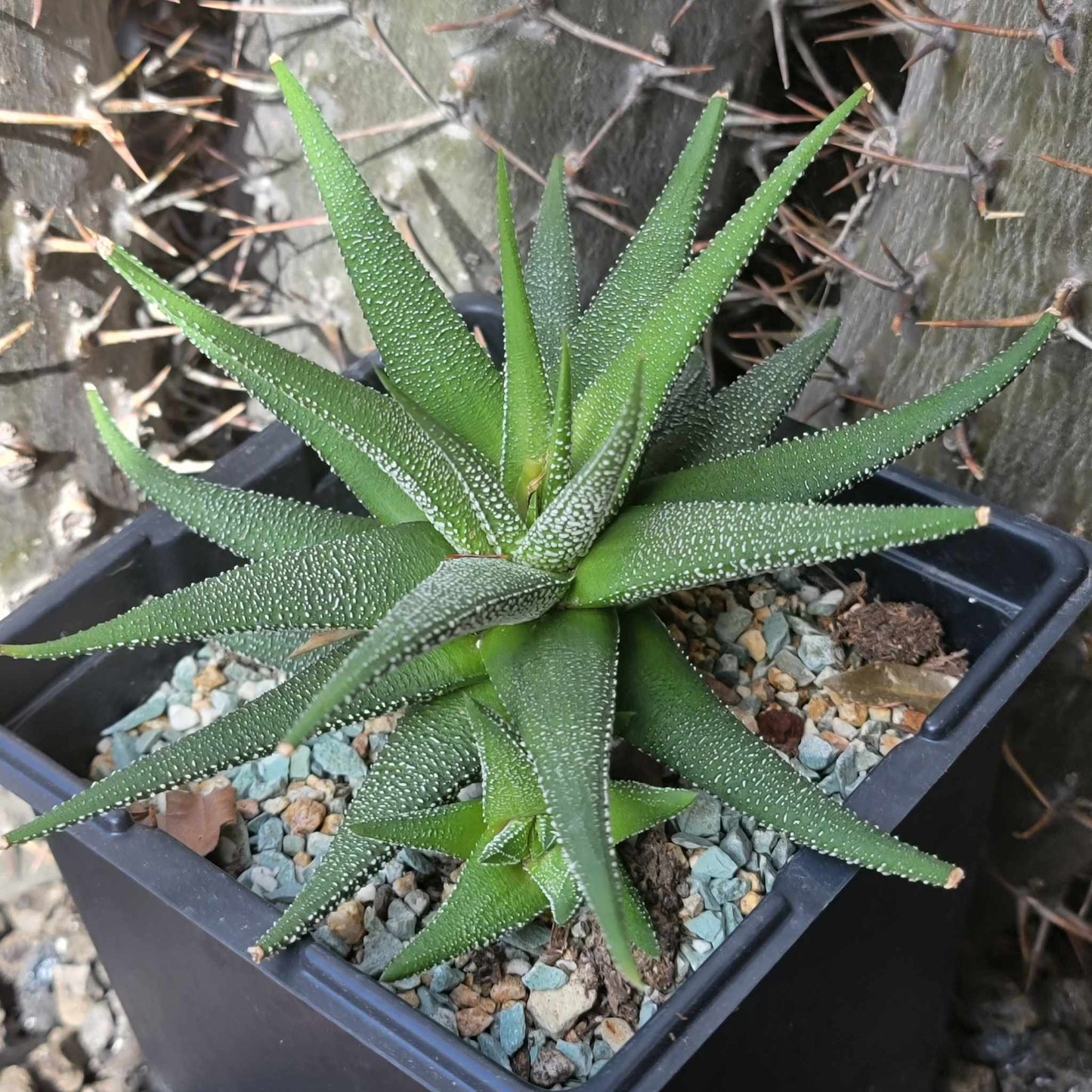 Haworthiopsis attenuata 'Concolor'