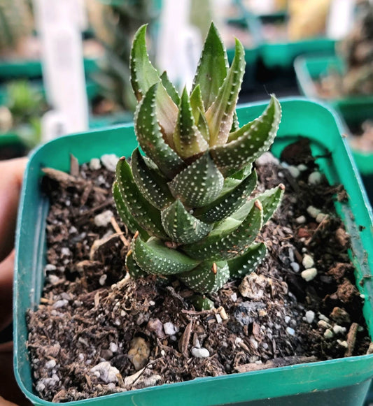 Haworthiopsis reinwardtii