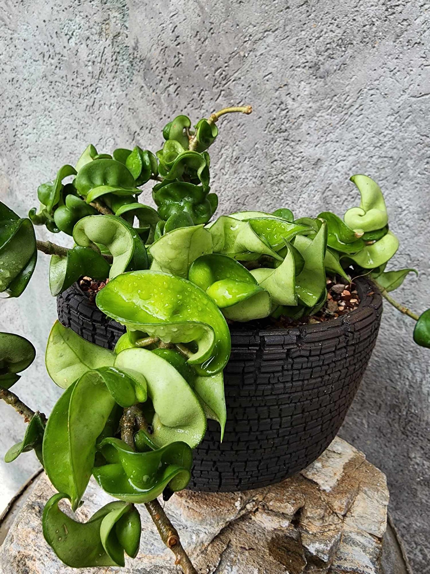 Hoya carnosa ‘Compacta’ — Hindu Rope Plant