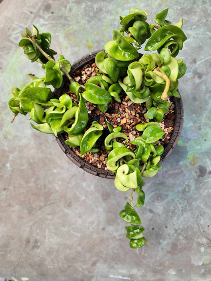 Hoya carnosa ‘Compacta’ — Hindu Rope Plant