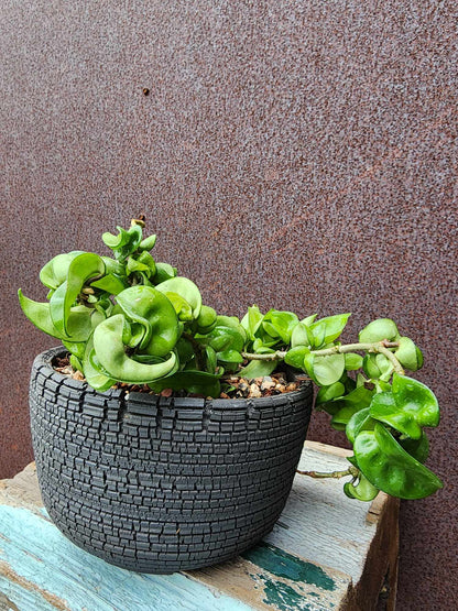 Hoya carnosa ‘Compacta’ — Hindu Rope Plant