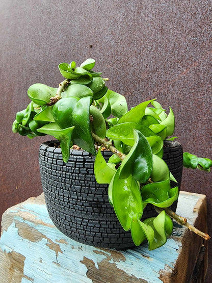 Hoya carnosa ‘Compacta’ — Hindu Rope Plant