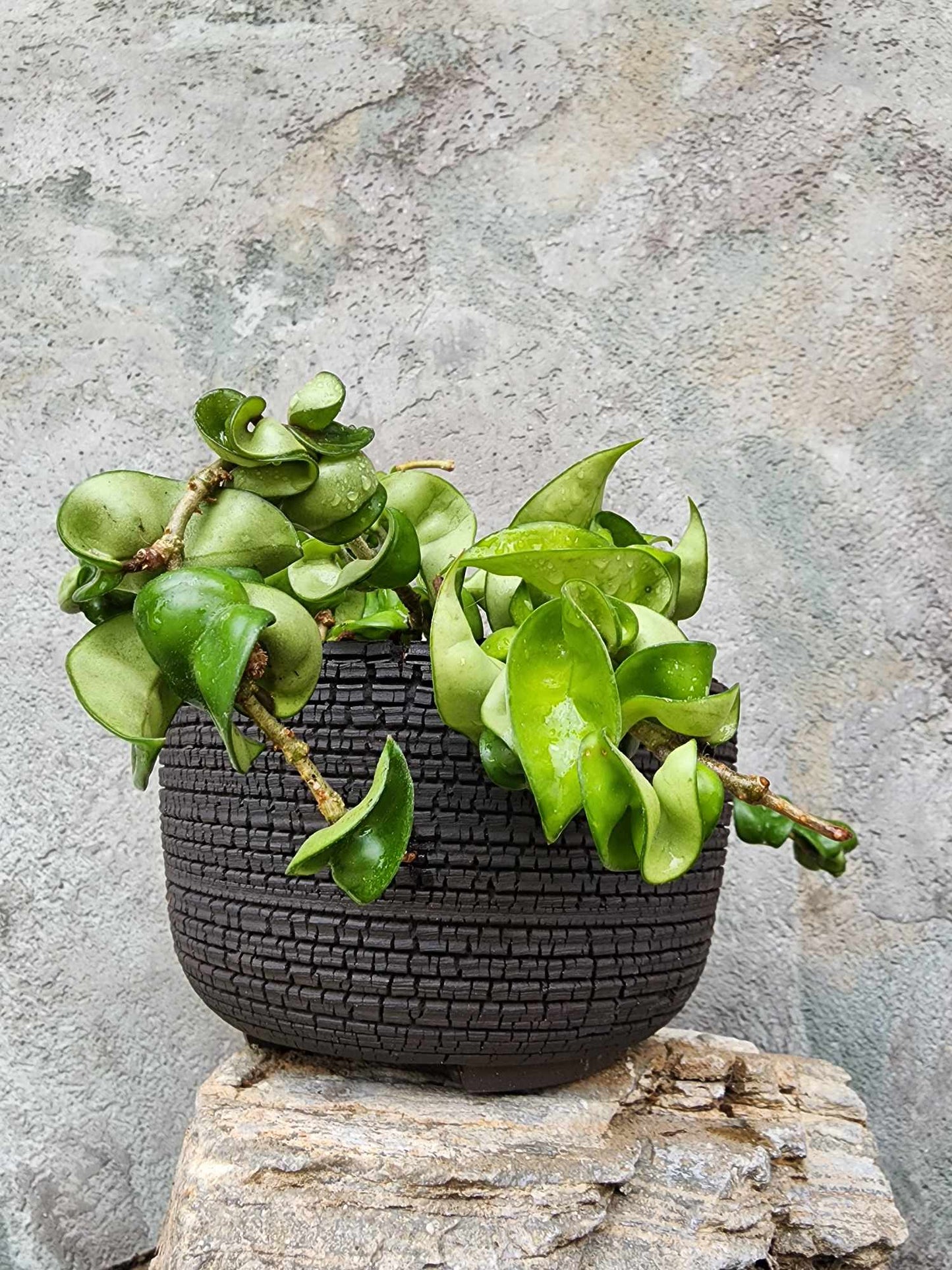 Hoya carnosa ‘Compacta’ — Hindu Rope Plant
