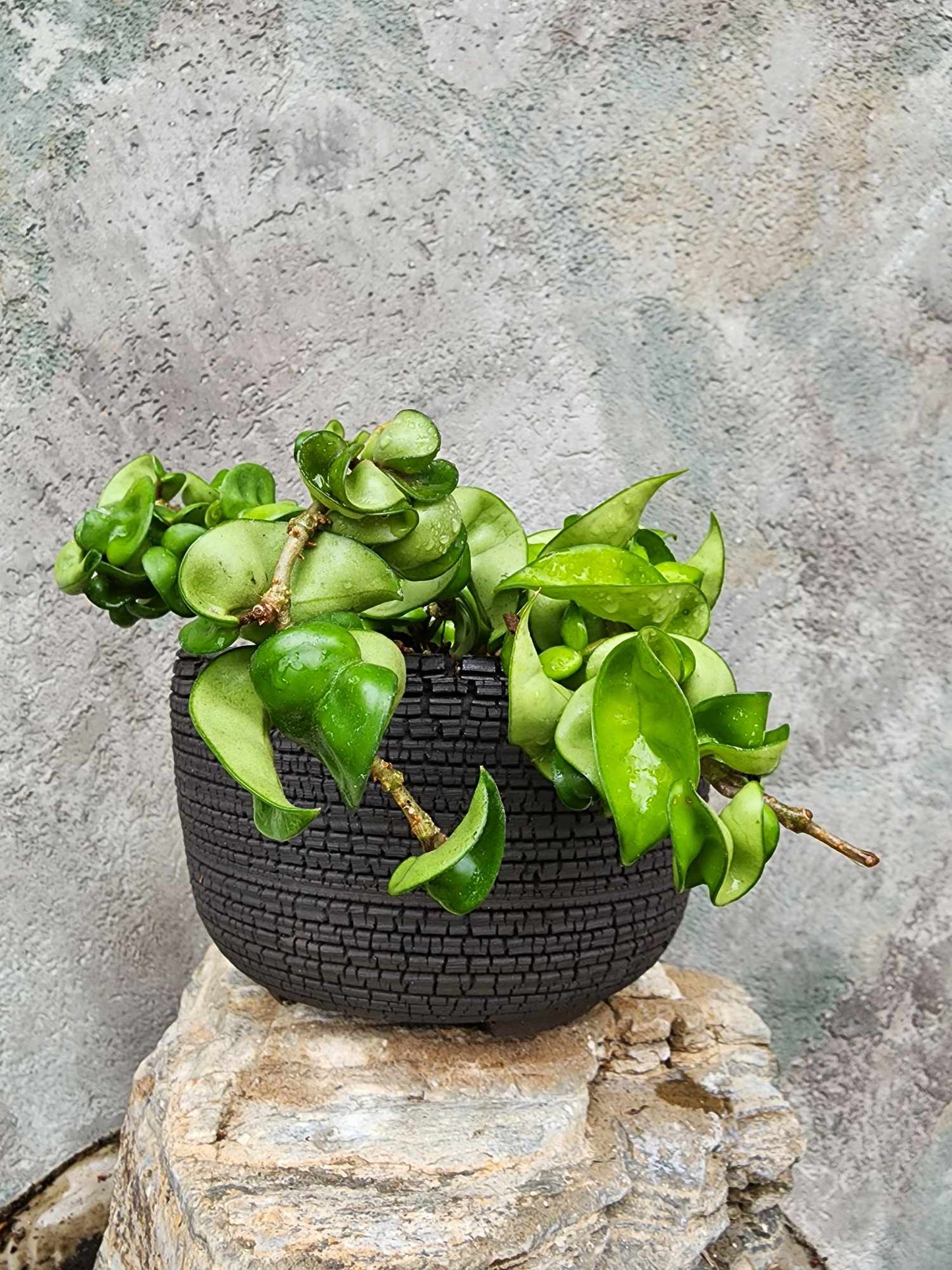 Hoya carnosa ‘Compacta’ — Hindu Rope Plant