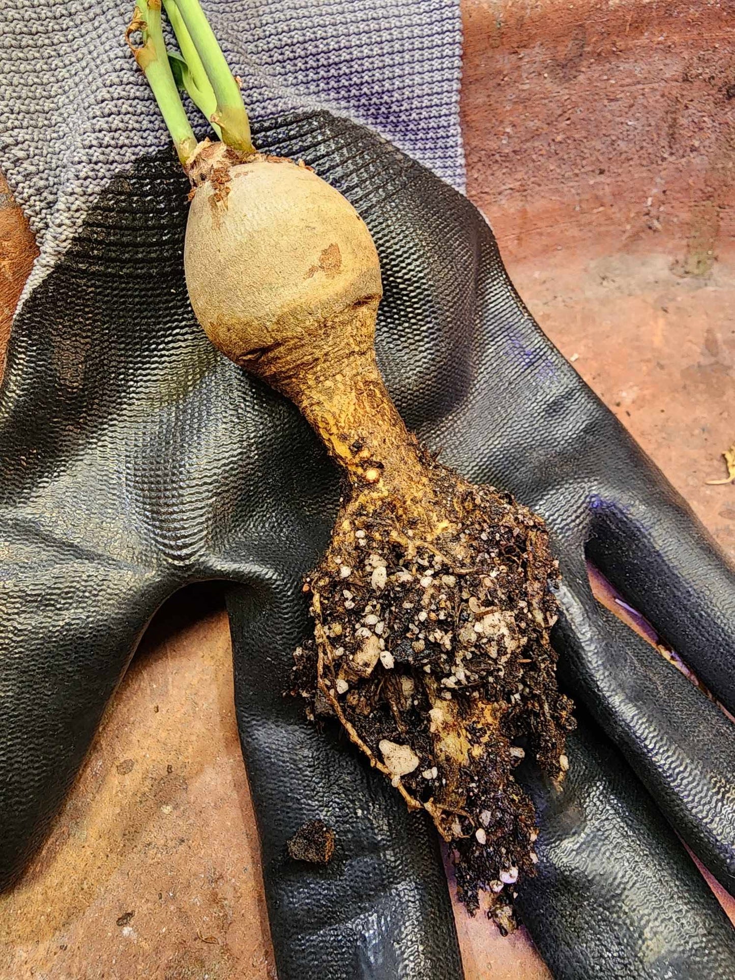 Jatropha berlandieri - Buddha Belly