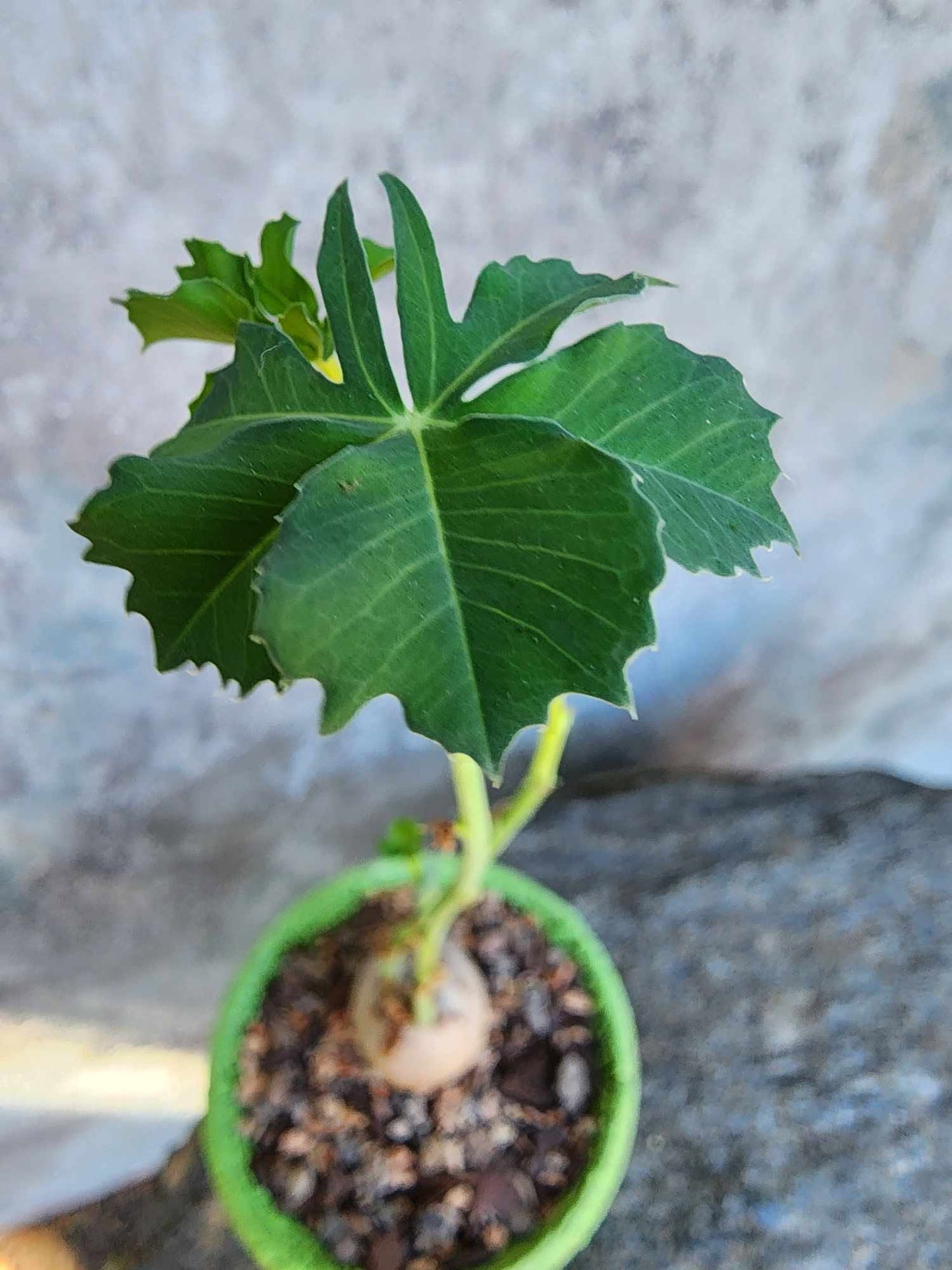 Jatropha berlandieri - Buddha Belly