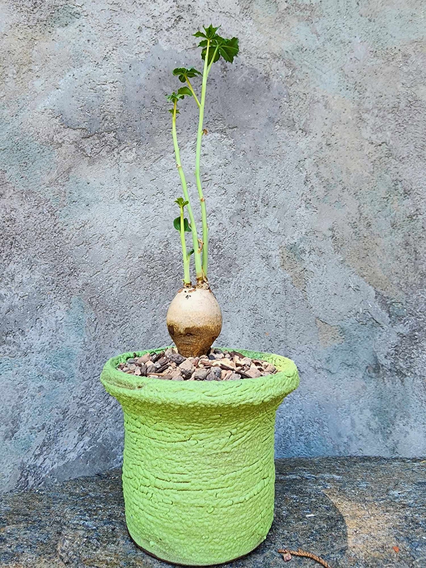 Jatropha berlandieri - Buddha Belly