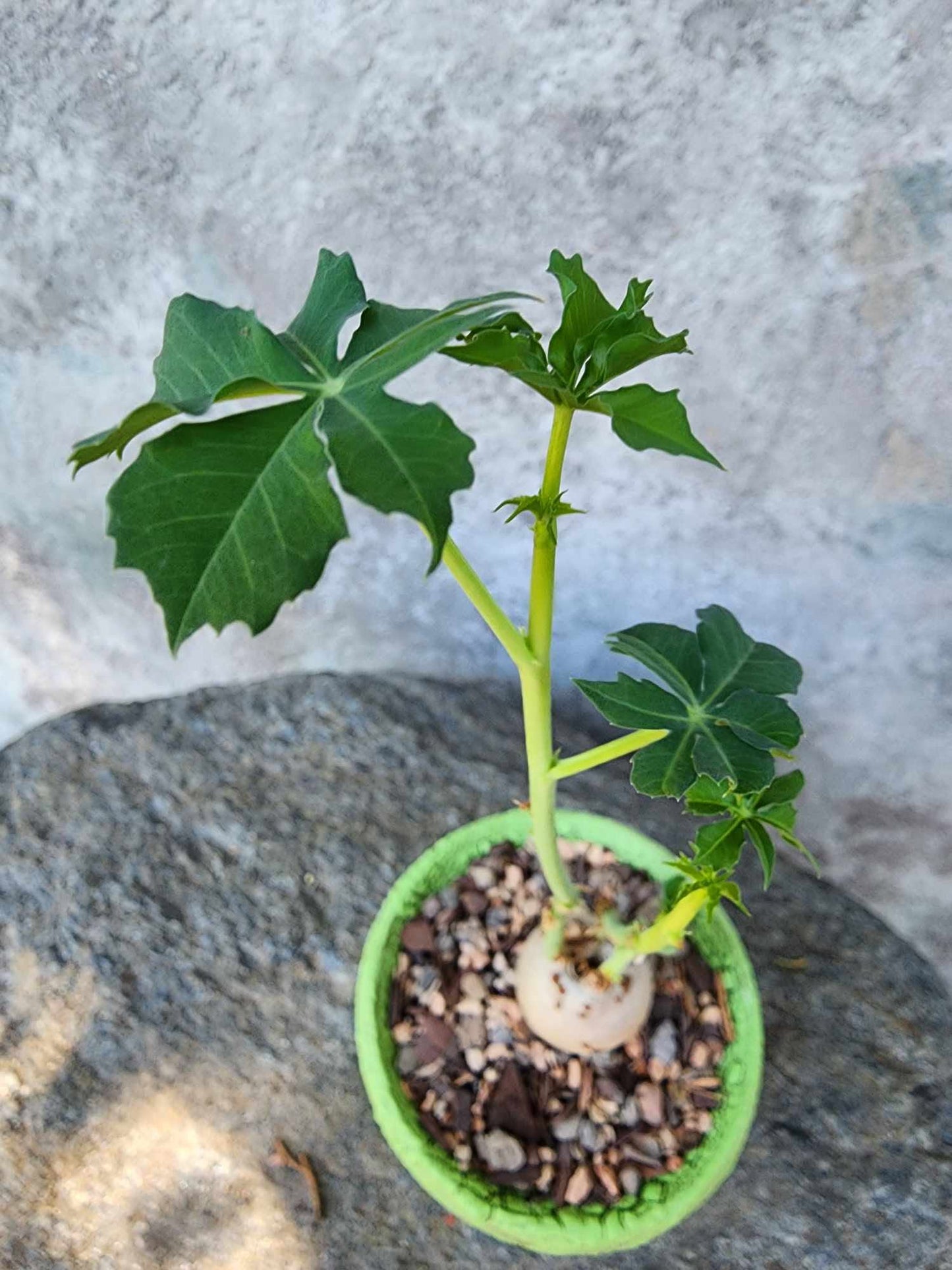 Jatropha berlandieri - Buddha Belly