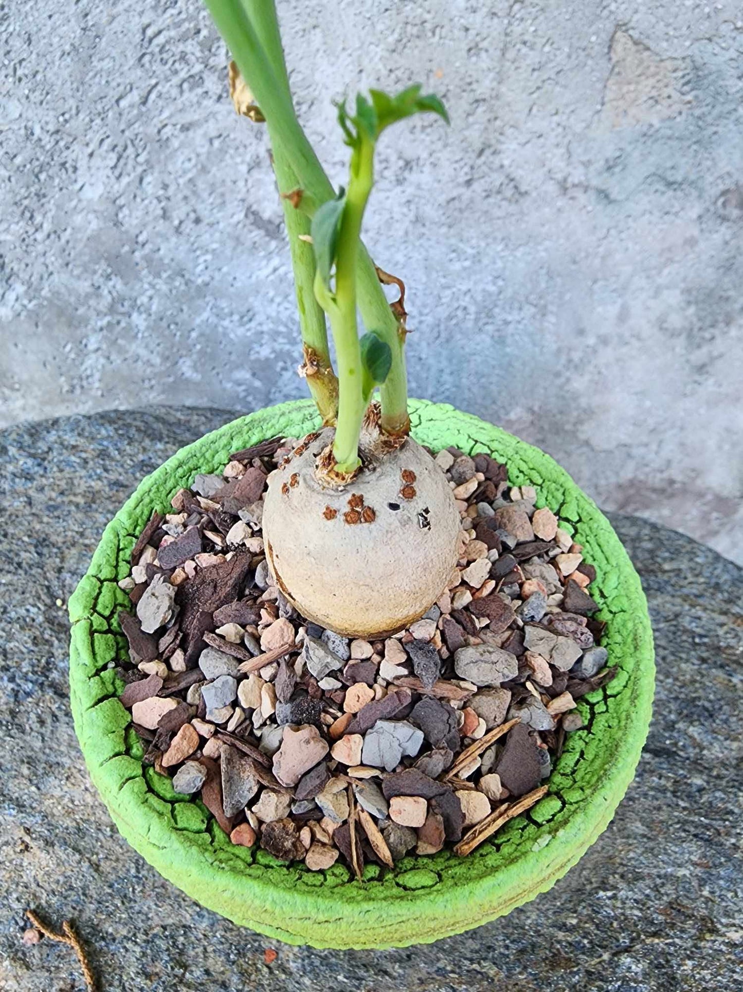Jatropha berlandieri - Buddha Belly