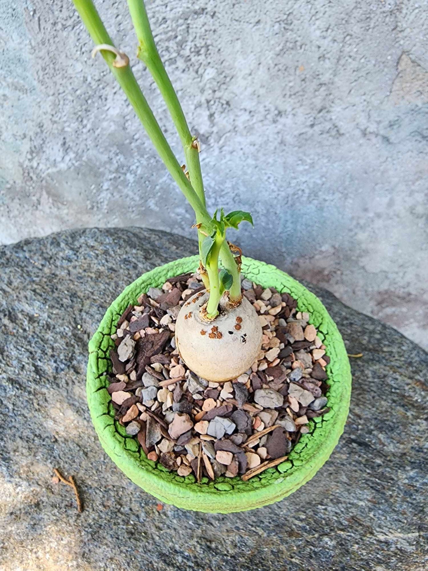 Jatropha berlandieri - Buddha Belly
