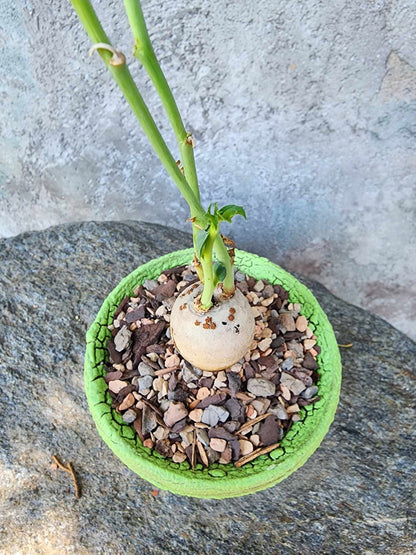 Jatropha berlandieri - Buddha Belly