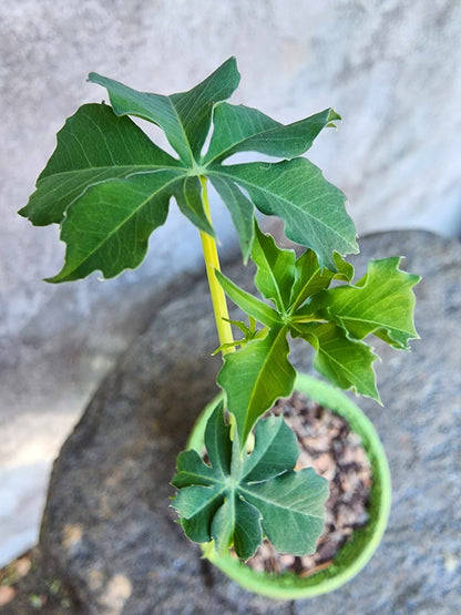 Jatropha berlandieri - Buddha Belly