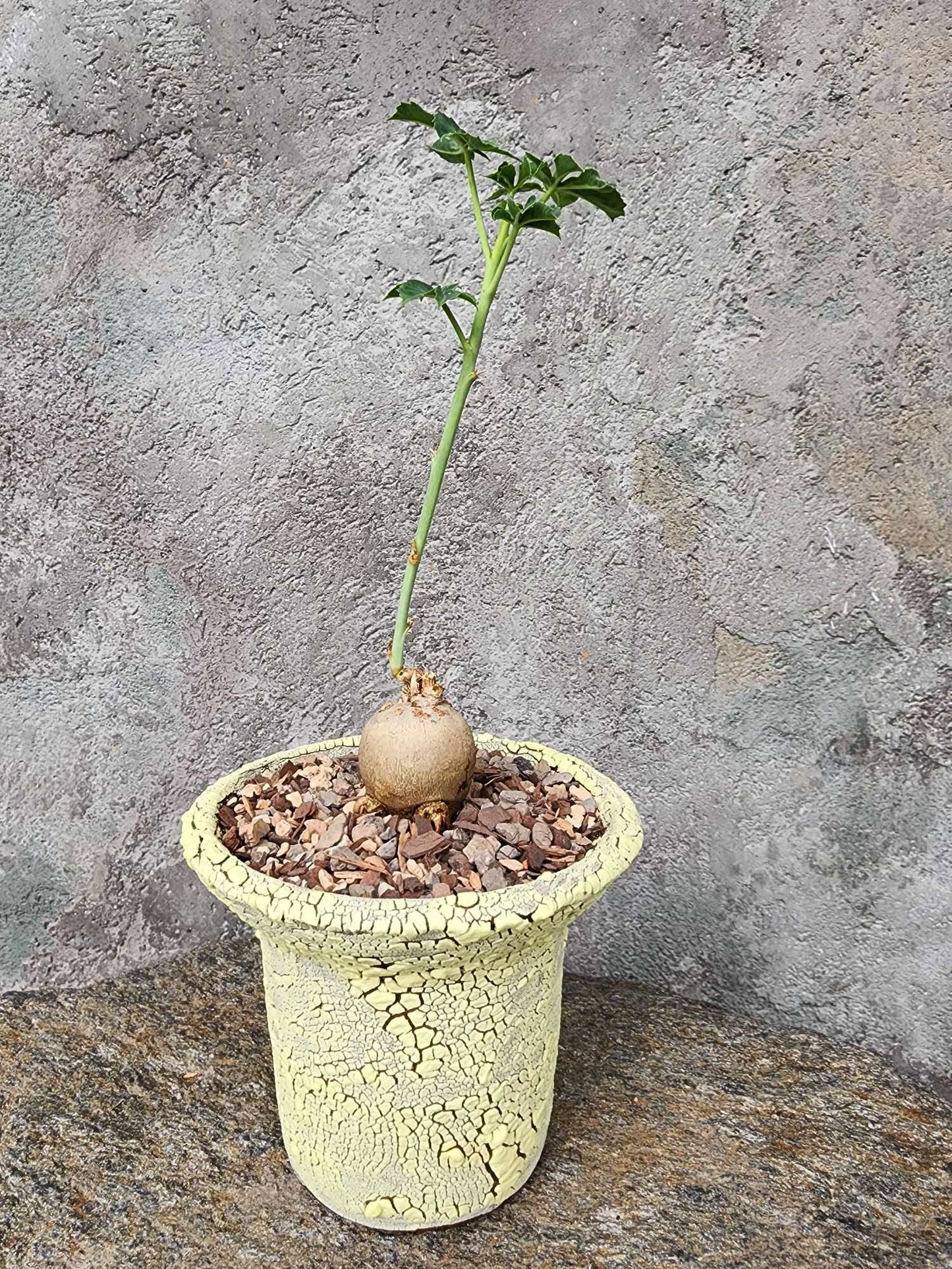 Jatropha berlandieri - Buddha Belly