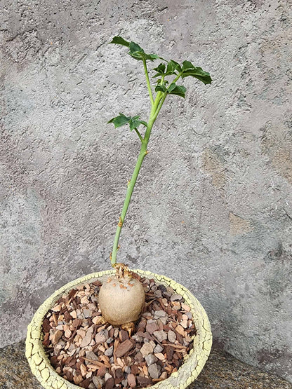 Jatropha berlandieri - Buddha Belly
