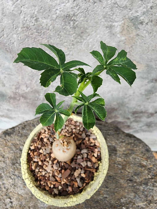 Jatropha berlandieri - Buddha Belly
