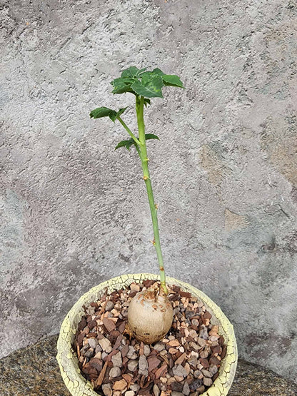 Jatropha berlandieri - Buddha Belly