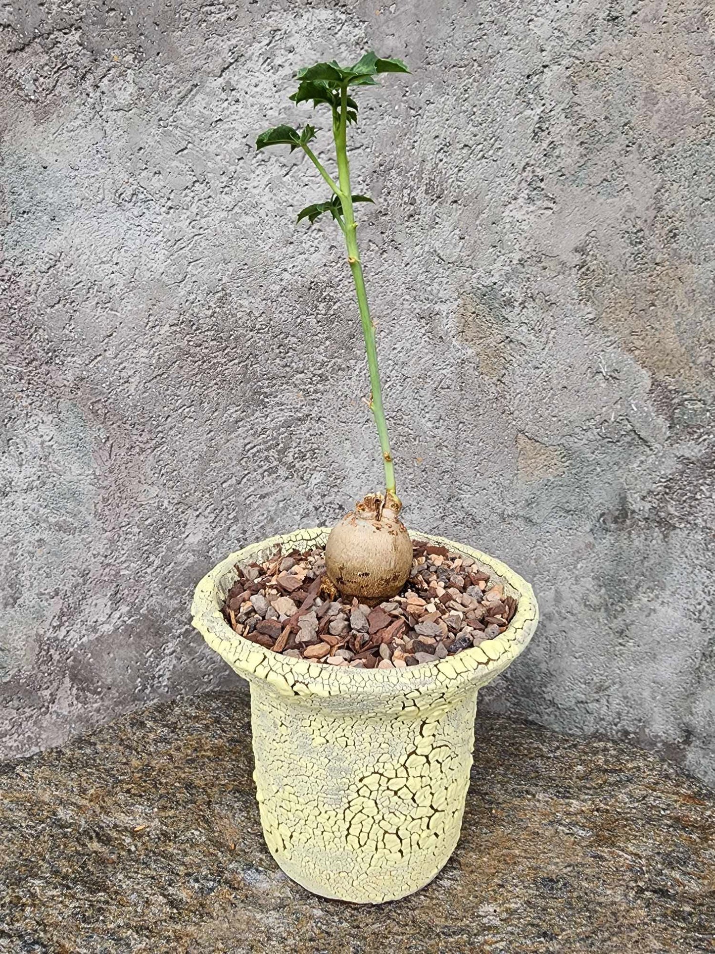 Jatropha berlandieri - Buddha Belly