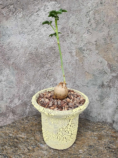 Jatropha berlandieri - Buddha Belly